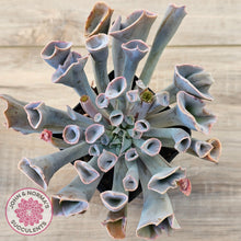 Load image into Gallery viewer, Echeveria 'Trumpet Pinky'
