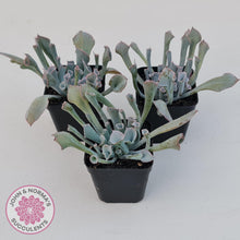 Load image into Gallery viewer, Echeveria &#39;Trumpet Pinky&#39; - John &amp; Norma&#39;s Succulents Australia
