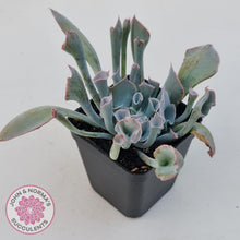 Load image into Gallery viewer, Echeveria &#39;Trumpet Pinky&#39; - John &amp; Norma&#39;s Succulents Australia
