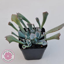 Load image into Gallery viewer, Echeveria &#39;Trumpet Pinky&#39; - John &amp; Norma&#39;s Succulents Australia
