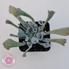 Load image into Gallery viewer, Echeveria &#39;Trumpet Pinky&#39; - John &amp; Norma&#39;s Succulents Australia
