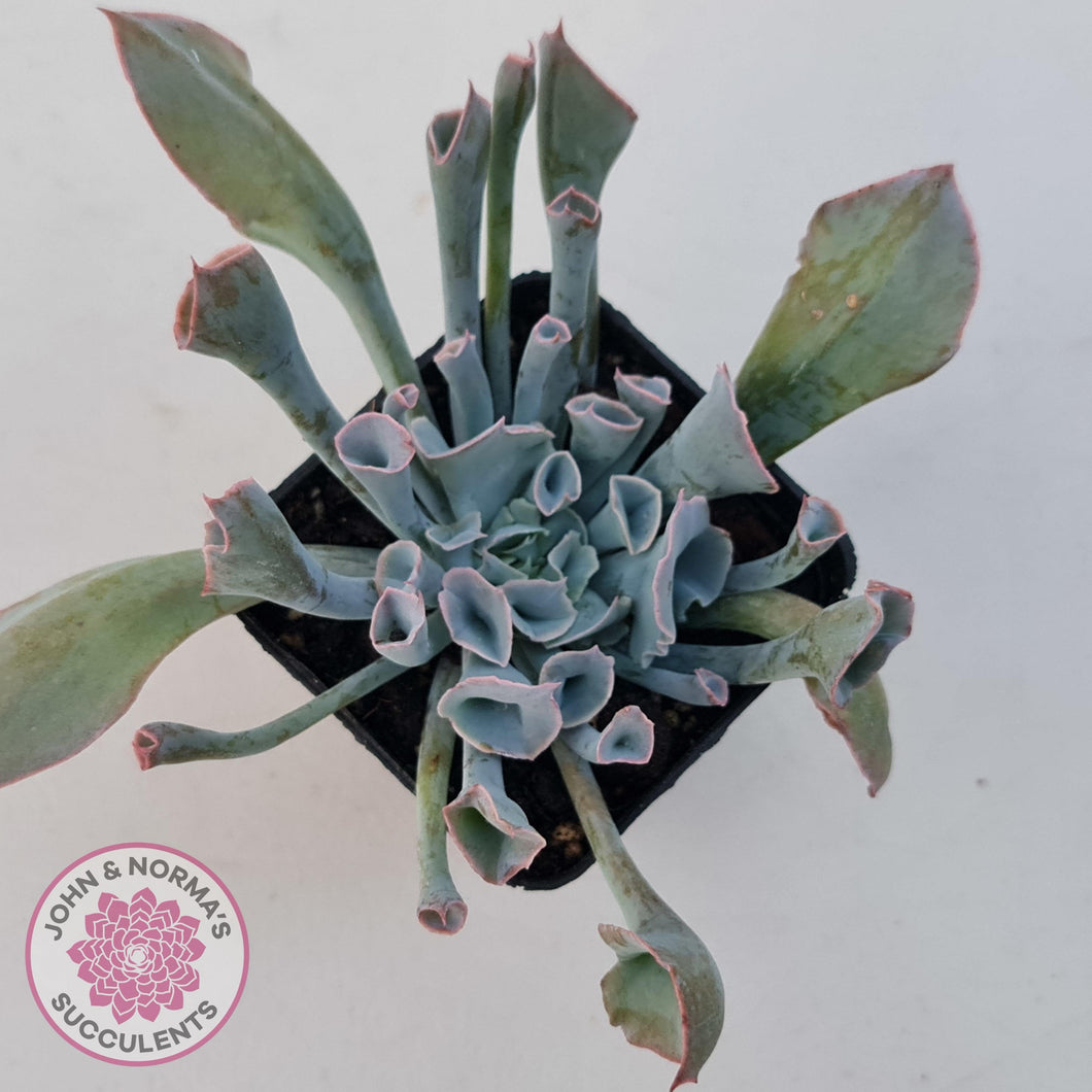 Echeveria 'Trumpet Pinky' - John & Norma's Succulents Australia