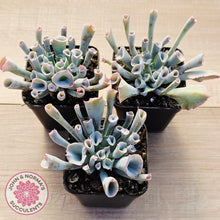 Load image into Gallery viewer, Echeveria 'Trumpet Pinky' - Pink Form
