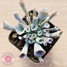 Load image into Gallery viewer, Echeveria 'Trumpet Pinky' - Pink Form
