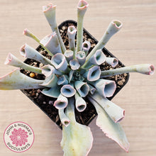 Load image into Gallery viewer, Echeveria 'Trumpet Pinky' - Pink Form
