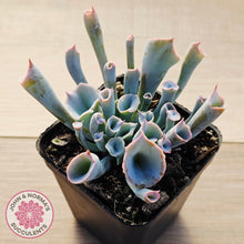 Load image into Gallery viewer, Echeveria 'Trumpet Pinky' - Pink Form
