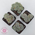 Echeveria 'Tuxpan' Crest