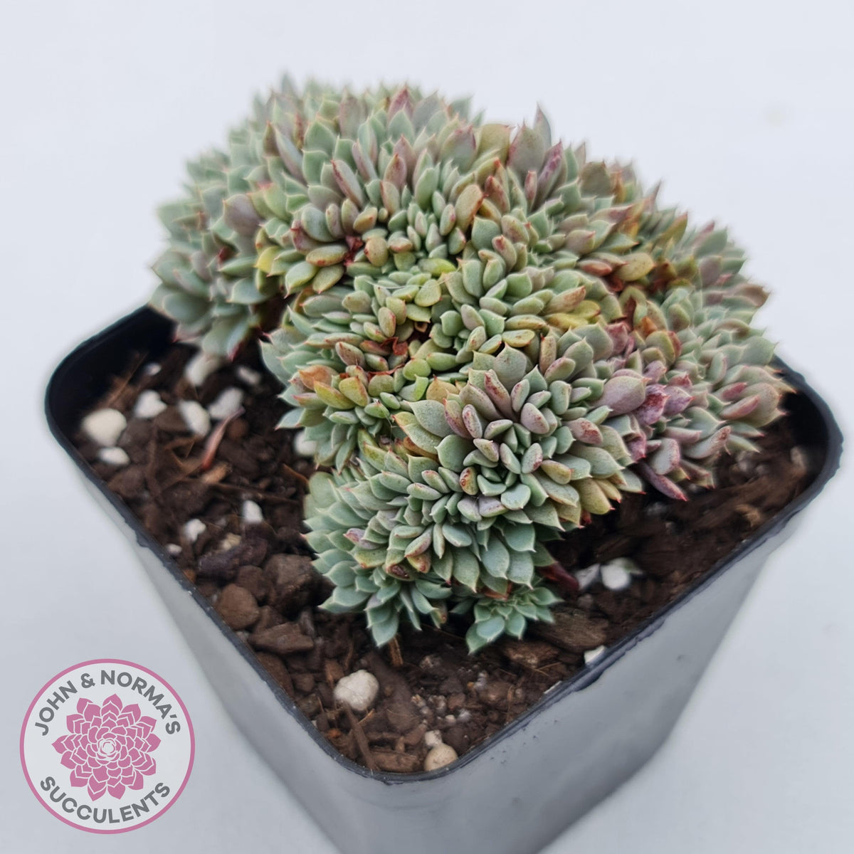 Echeveria 'Tuxpan' Crest