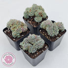 Echeveria 'Tuxpan' Crest