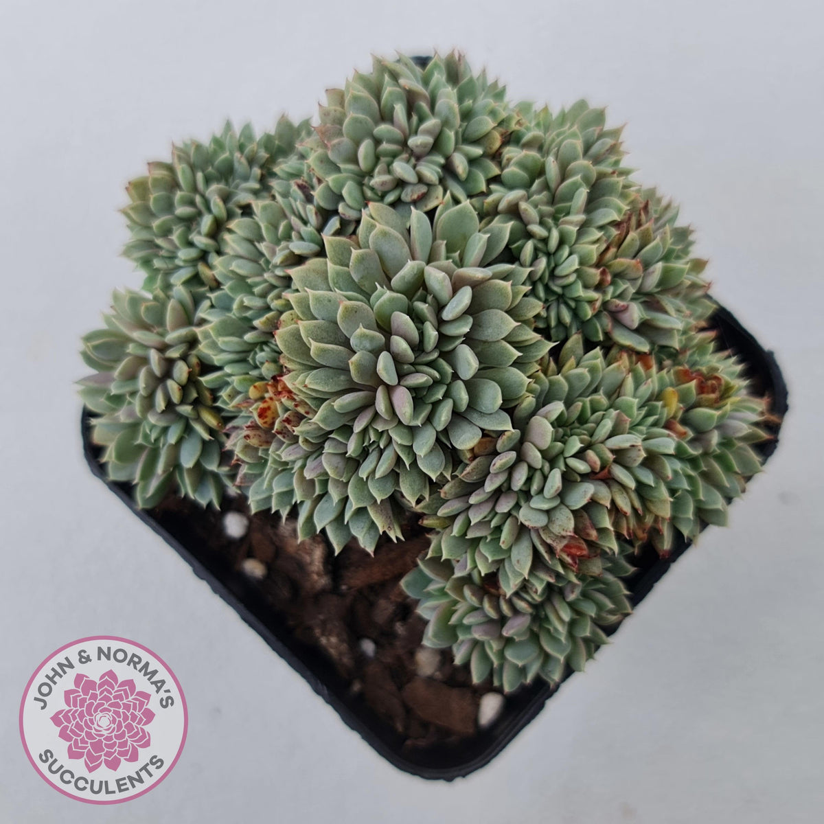 Echeveria 'Tuxpan' Crest
