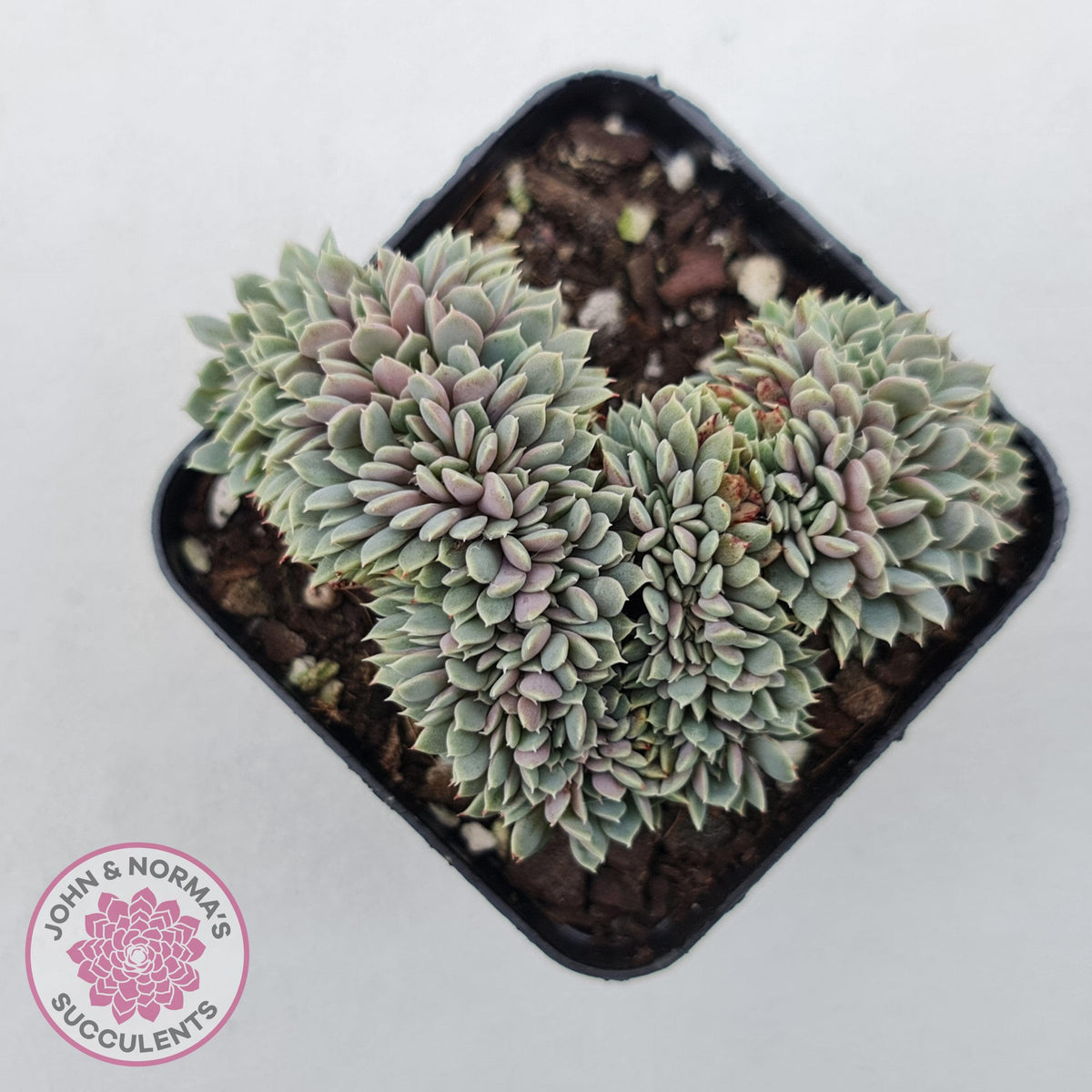 Echeveria 'Tuxpan' Crest