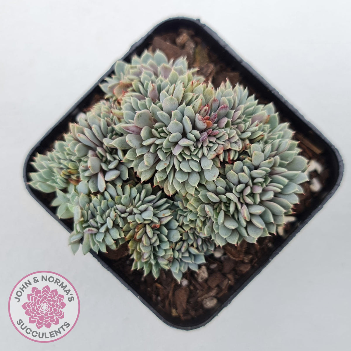 Echeveria 'Tuxpan' Crest