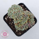 Echeveria 'Tuxpan' Crest