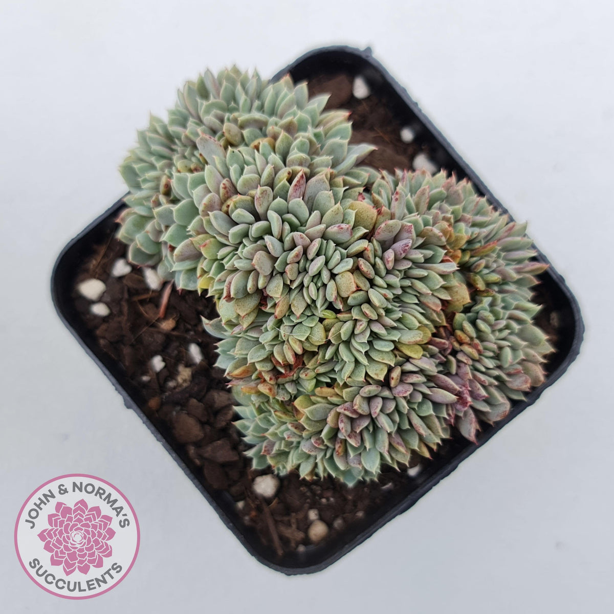 Echeveria 'Tuxpan' Crest