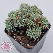 Load image into Gallery viewer, Echeveria &#39;Tuxpan&#39; Crest - John &amp; Norma&#39;s Succulents Australia
