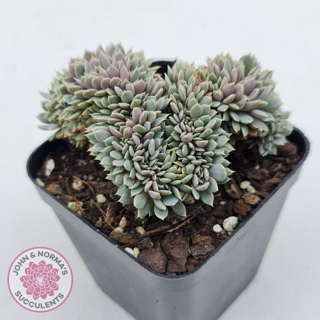 Echeveria 'Tuxpan' Crest - John & Norma's Succulents Australia