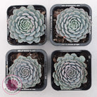 Echeveria Tuxpan