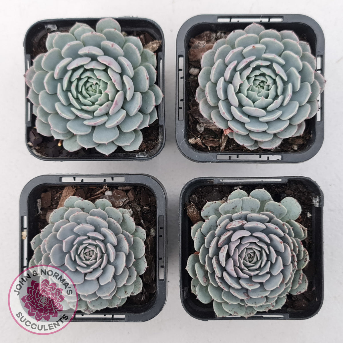 Echeveria Tuxpan