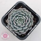 Echeveria Tuxpan