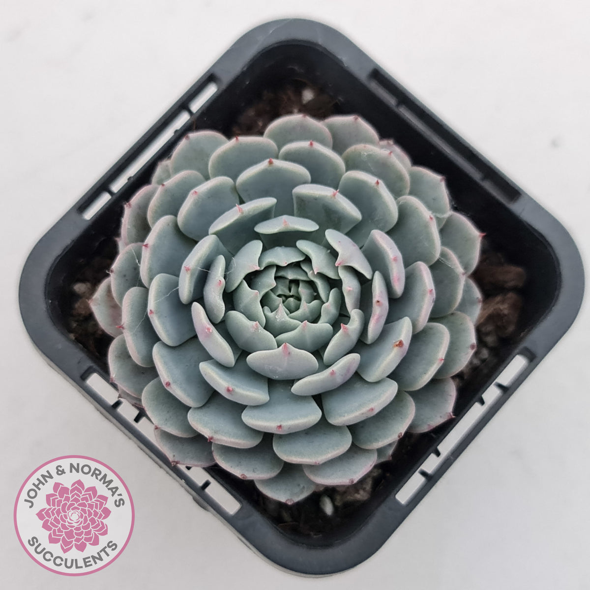 Echeveria Tuxpan