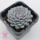Echeveria Tuxpan