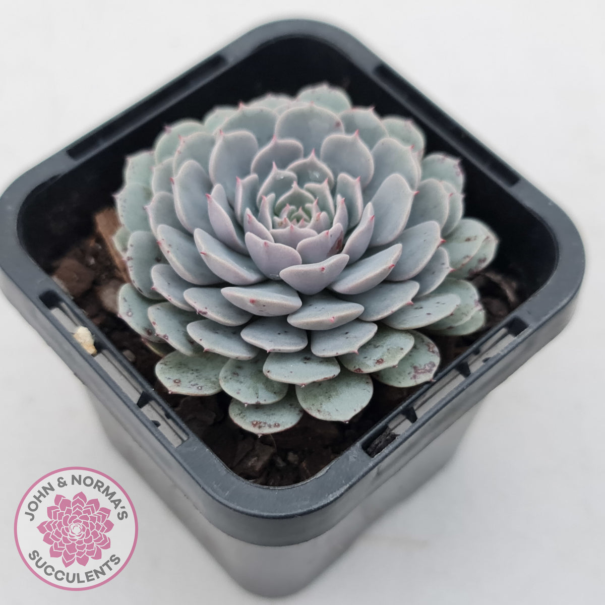 Echeveria Tuxpan