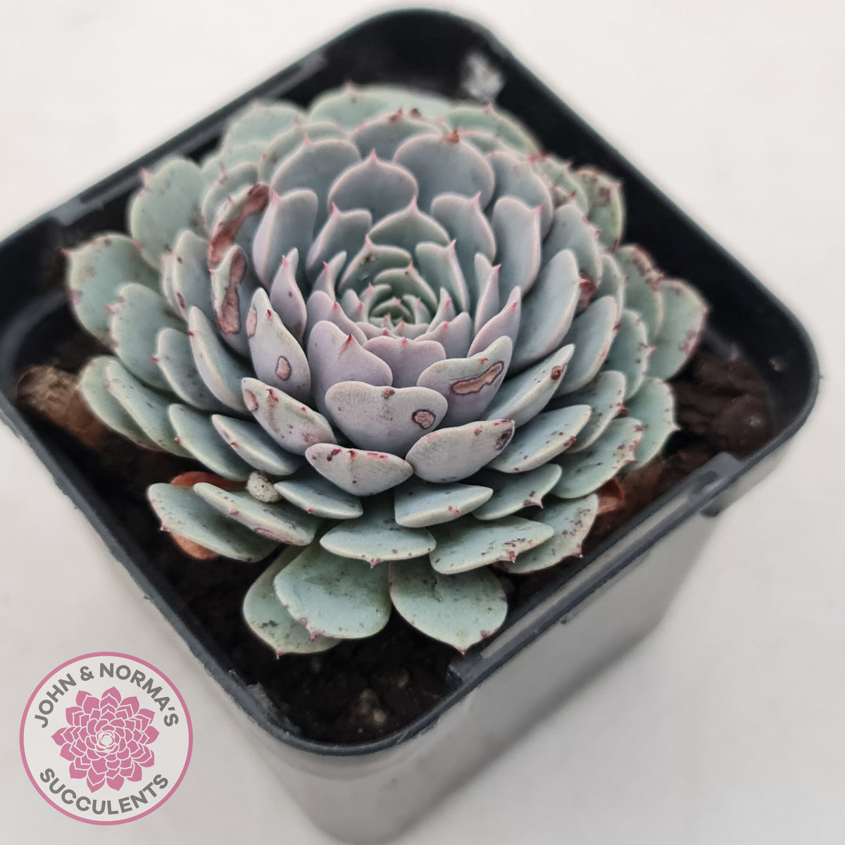 Echeveria Tuxpan
