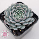 Echeveria Tuxpan