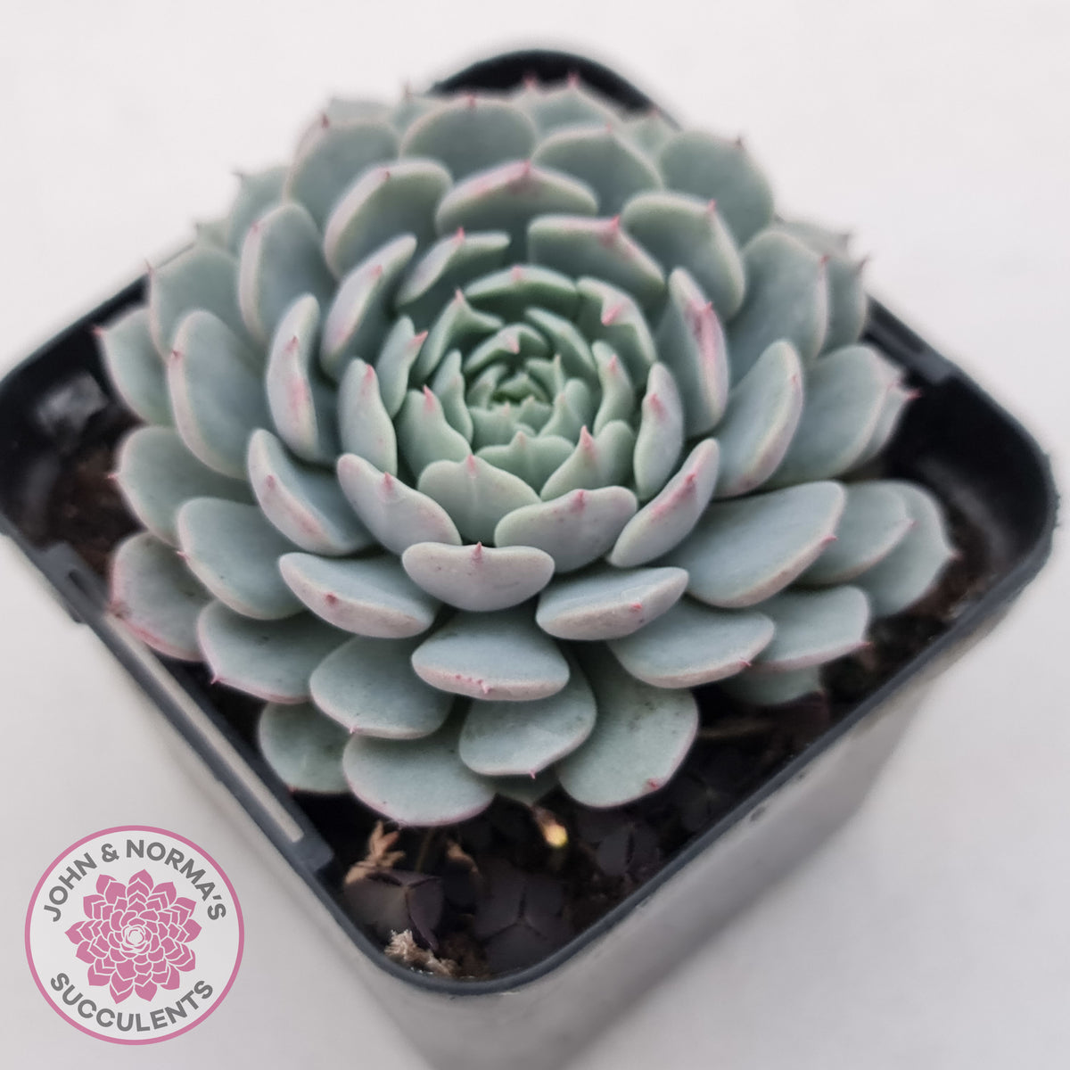 Echeveria Tuxpan
