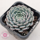 Echeveria Tuxpan