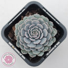 Echeveria Tuxpan