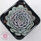 Echeveria Tuxpan