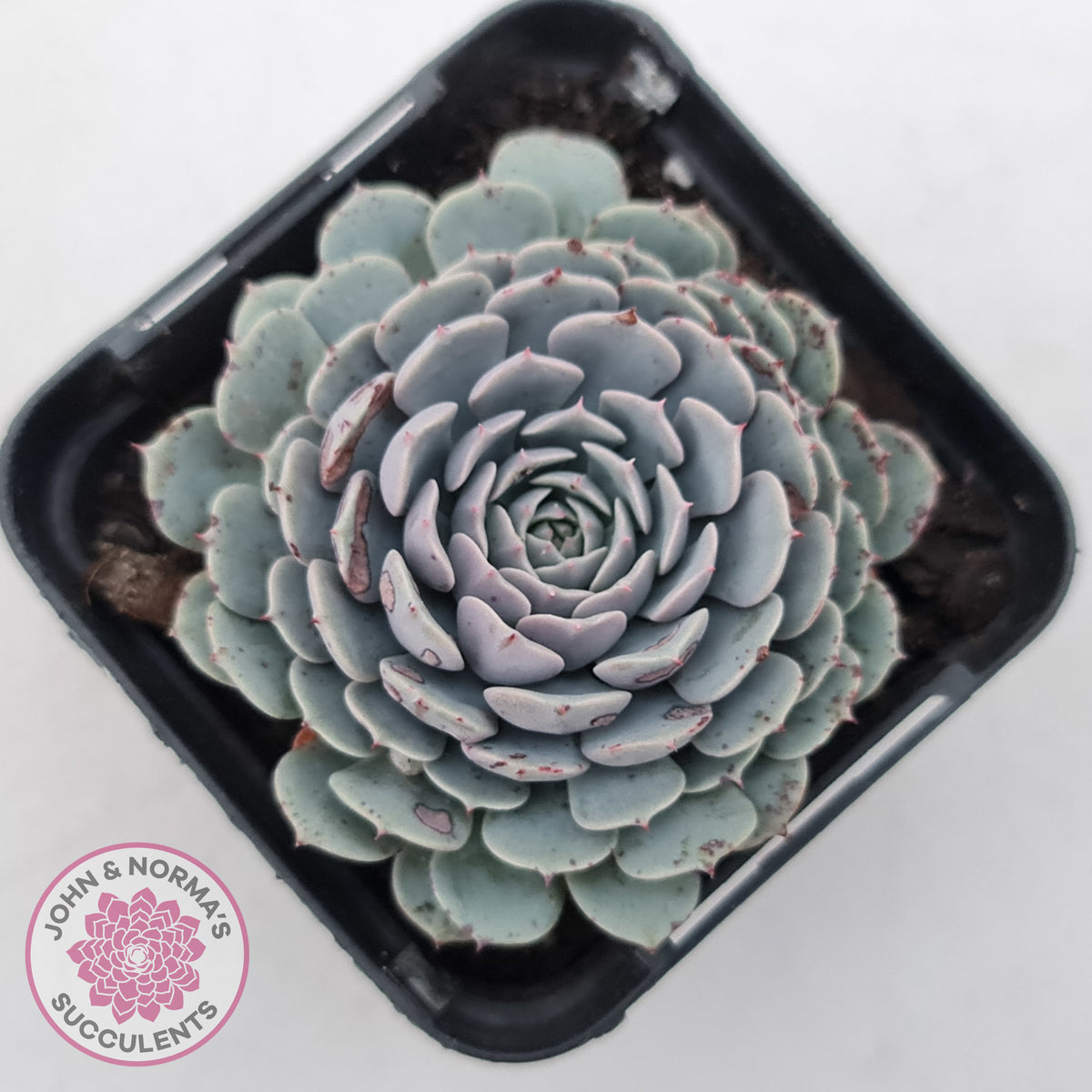 Echeveria Tuxpan