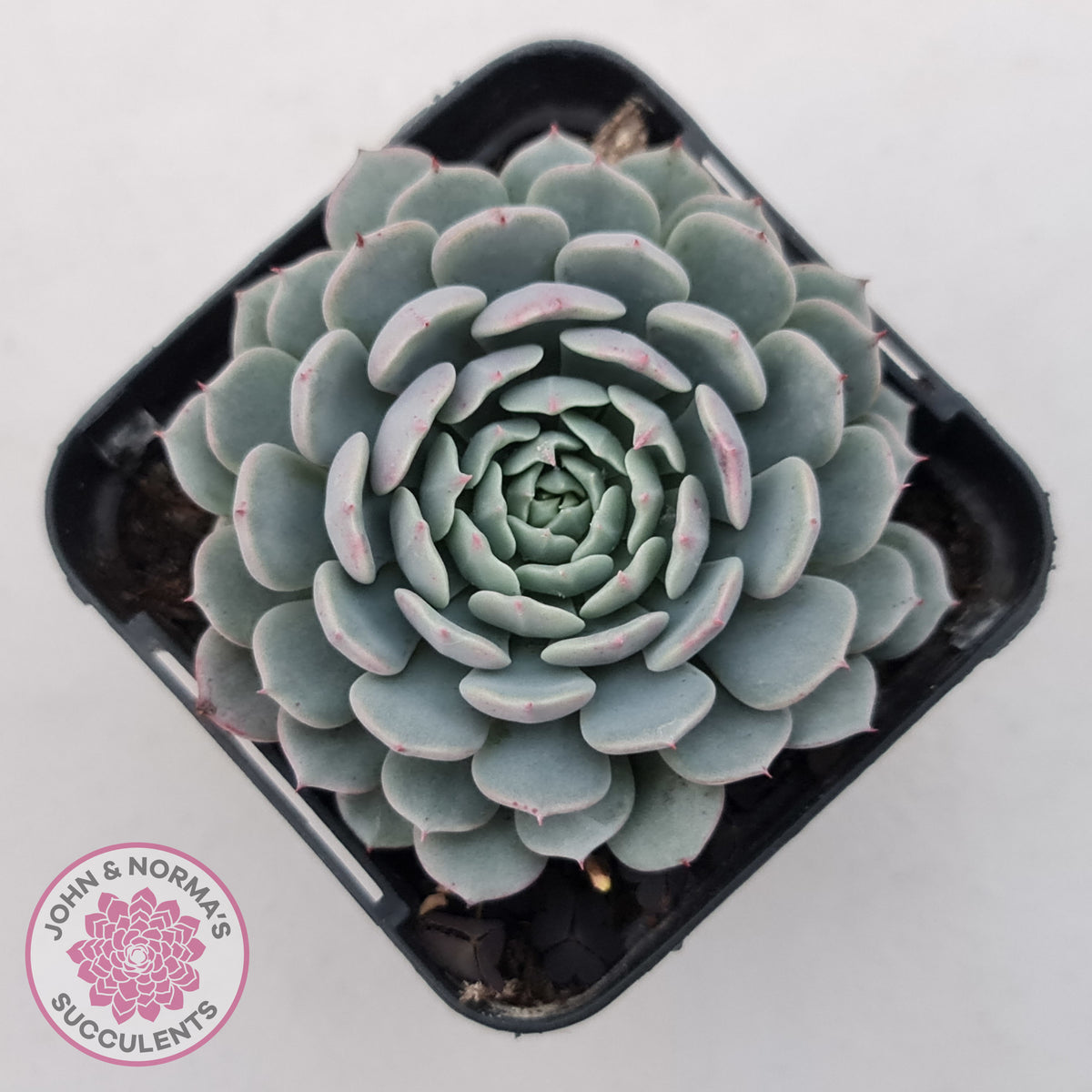 Echeveria Tuxpan