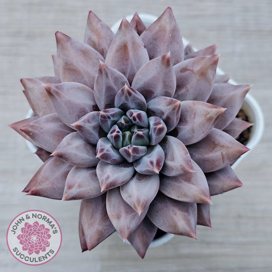 Echeveria 'Ukulele'