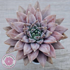 Echeveria 'Ukulele'