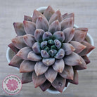Echeveria 'Ukulele'
