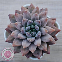 Load image into Gallery viewer, Echeveria &#39;Ukulele&#39;
