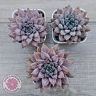 Echeveria 'Ukulele'