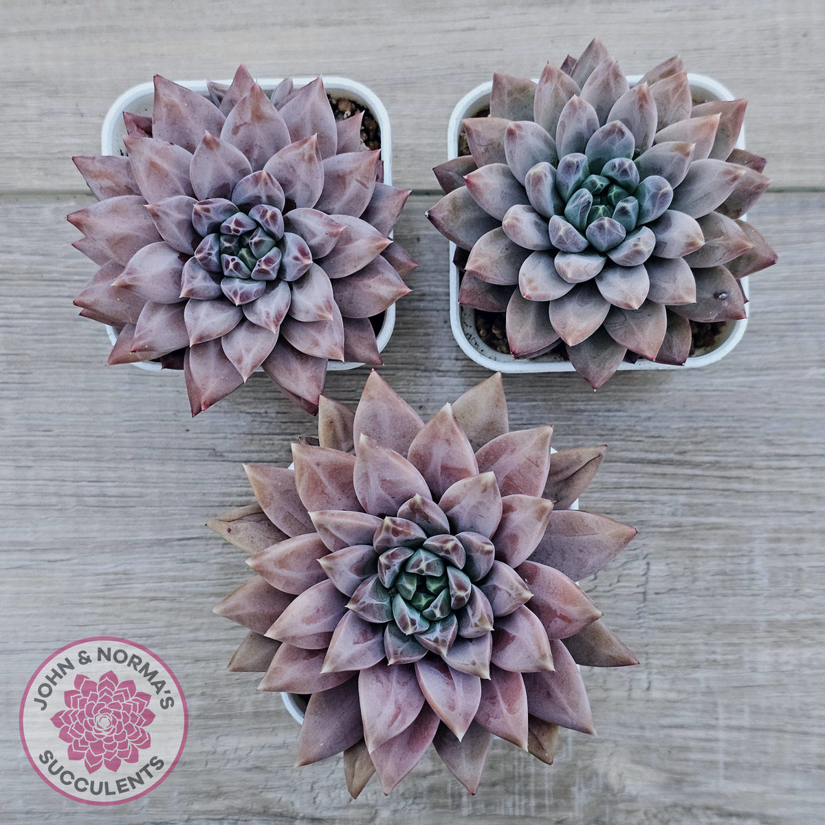 Echeveria 'Ukulele'