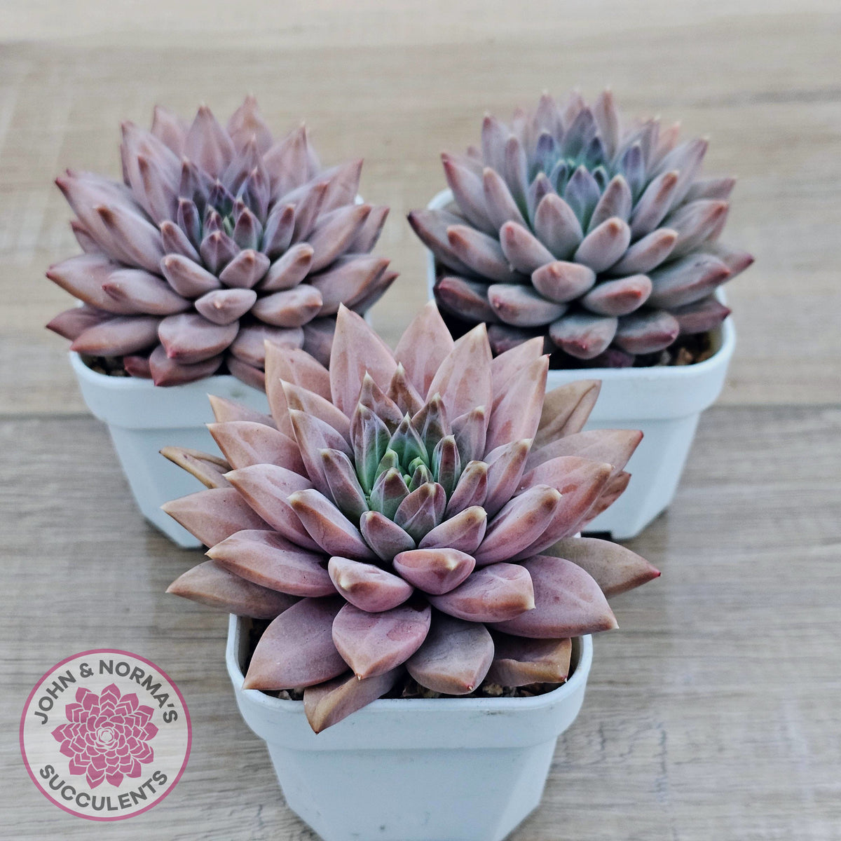 Echeveria 'Ukulele'