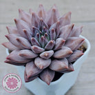 Echeveria 'Ukulele'