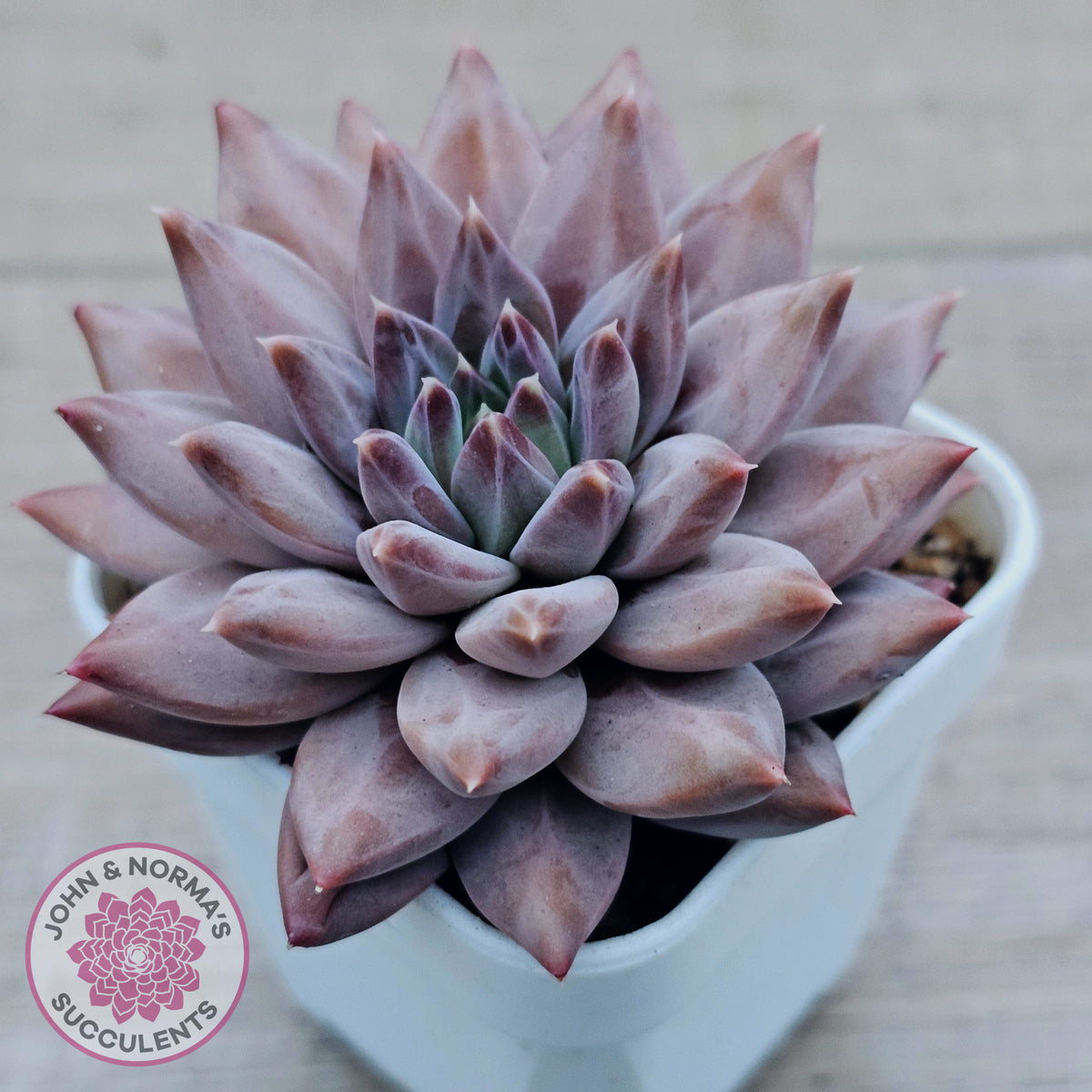 Echeveria 'Ukulele'
