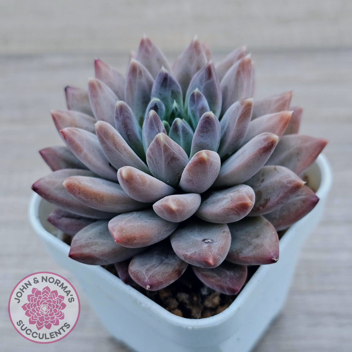 Echeveria 'Ukulele'