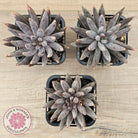 Echeveria unguiculata