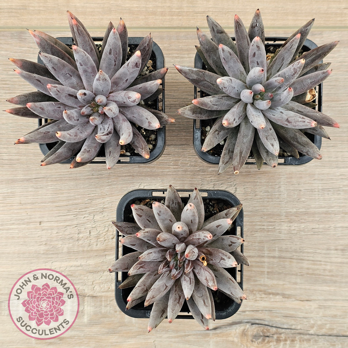 Echeveria unguiculata