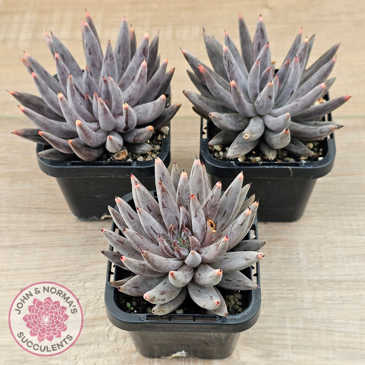 Echeveria unguiculata