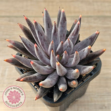 Load image into Gallery viewer, Echeveria unguiculata
