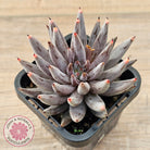 Echeveria unguiculata