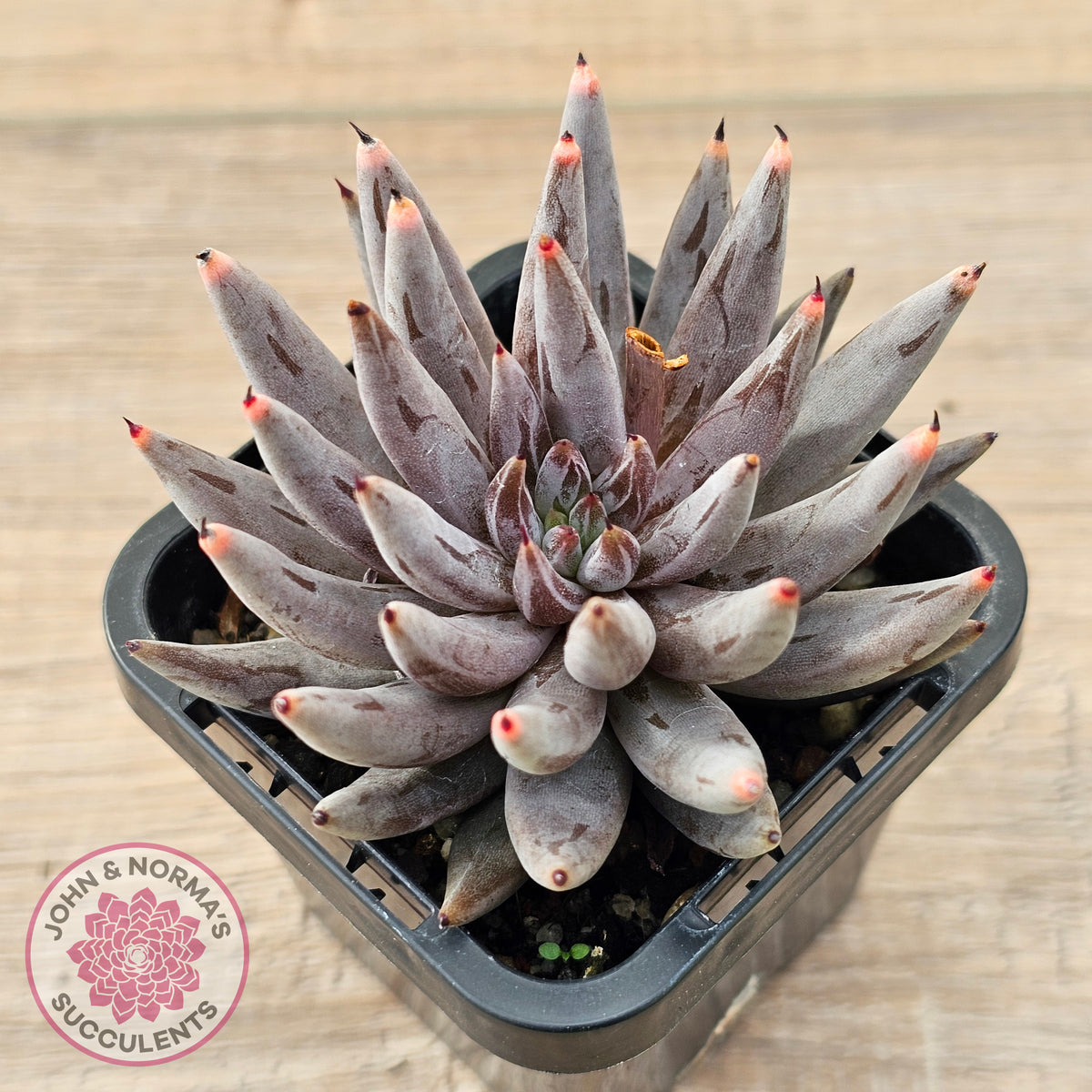 Echeveria unguiculata